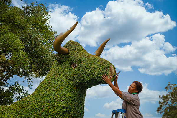 A grounds employee works on the topiary bull on the Tampa campus.