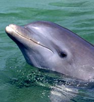 Dolphin