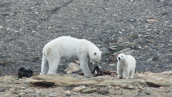 Polar bear mother and cub in the Arctic.