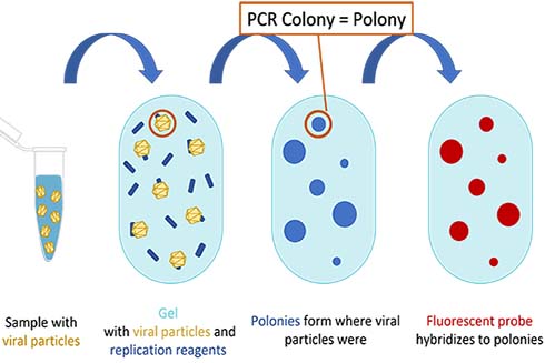 A simplified diagram of the polony method.