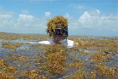 Brian Lapointe, an algae bloom expert at Florida Atlantic University’s Harbor Branch Oceanographic Institute, is deep into his research on to to best dispose of large sargassum mats landing on Florida and Caribbean beaches every summer thanks to a $1.3 million grant from the Florida Department of Emergency Management