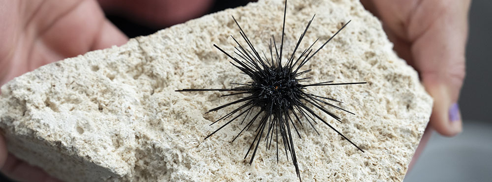 A new study highlights a growing threat for sea urchin populations and coral reefs around the world as a marine parasite spreads to new regions.
