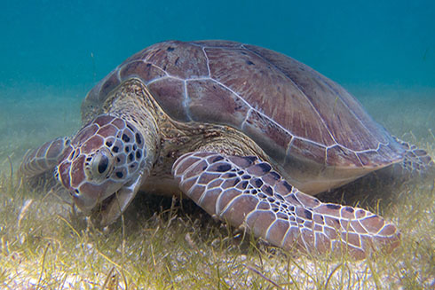 Seagrass meadows provide food for marine herbivores and nursey habitats for many fish species.