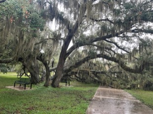 Decayed Live Oak tree, fallen over a sidewalk