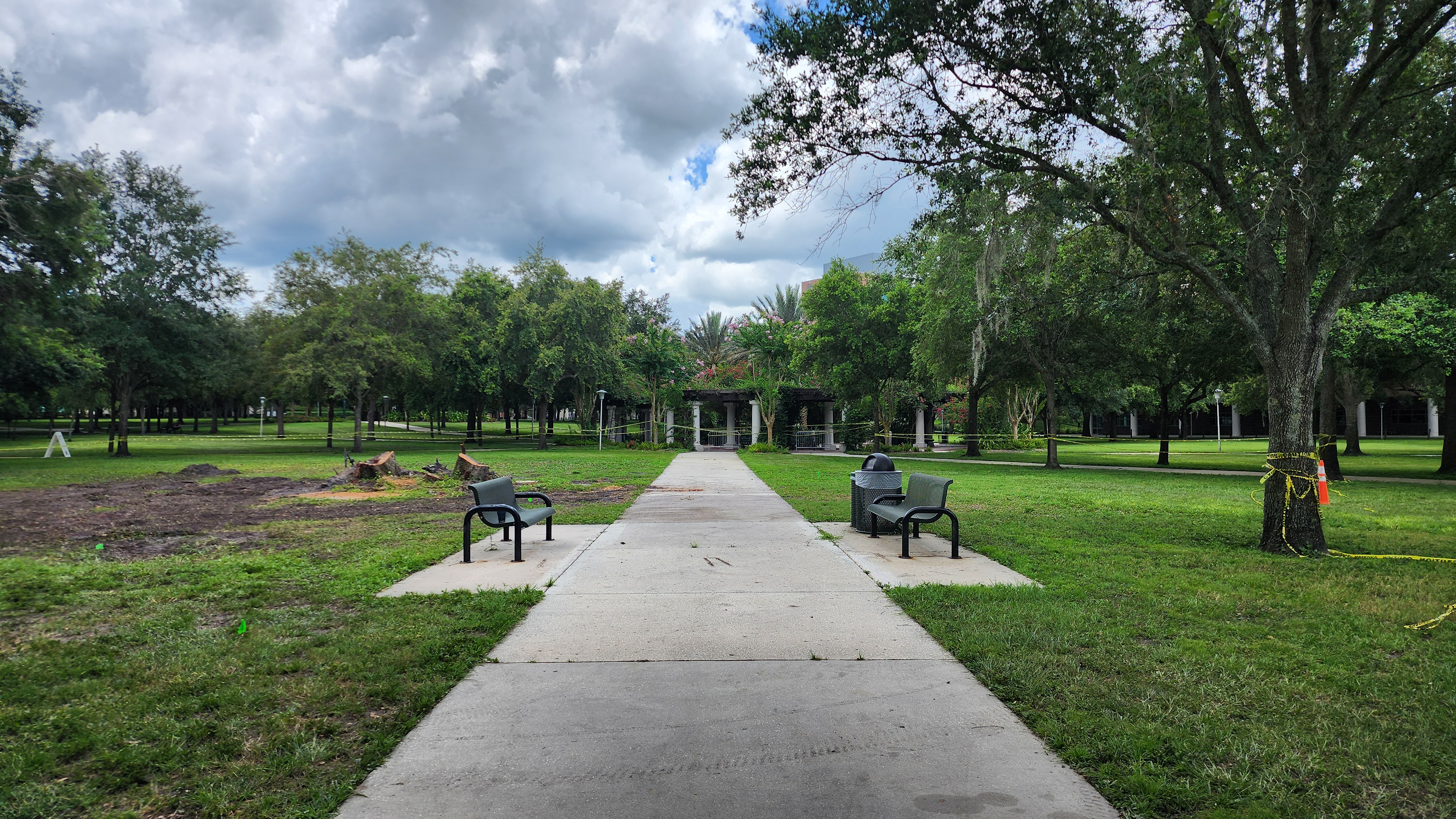 MLK Plaza after decayed live oaks were removed.