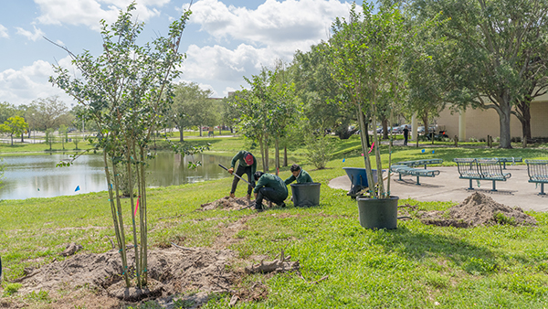 Three landscapers begin planting a potted tree looking out onto Castor Pond.