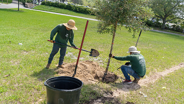 Two landscapers fill in hole where a recently planted tree was placed.