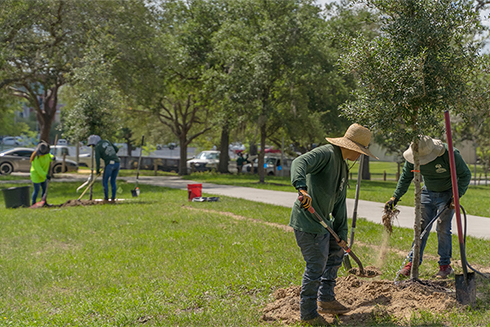 Four landscapers work on planting two separate trees on a walkway next to Castor Beach.