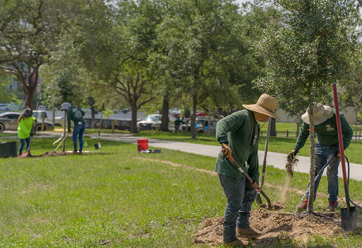 Four landscapers work on planting two separate trees on a walkway next to Castor Beach.