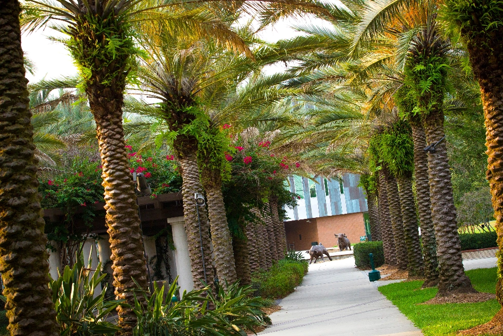 A walkway leading to the Marshall Student Center at USF Tampa.