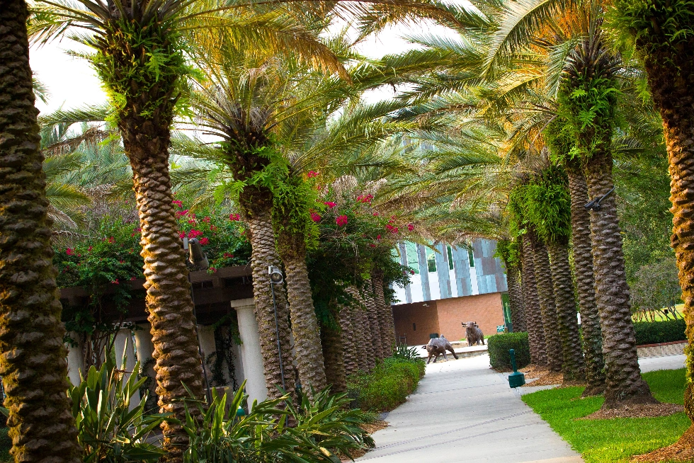 A path and palm trees on the USF Tampa campus
