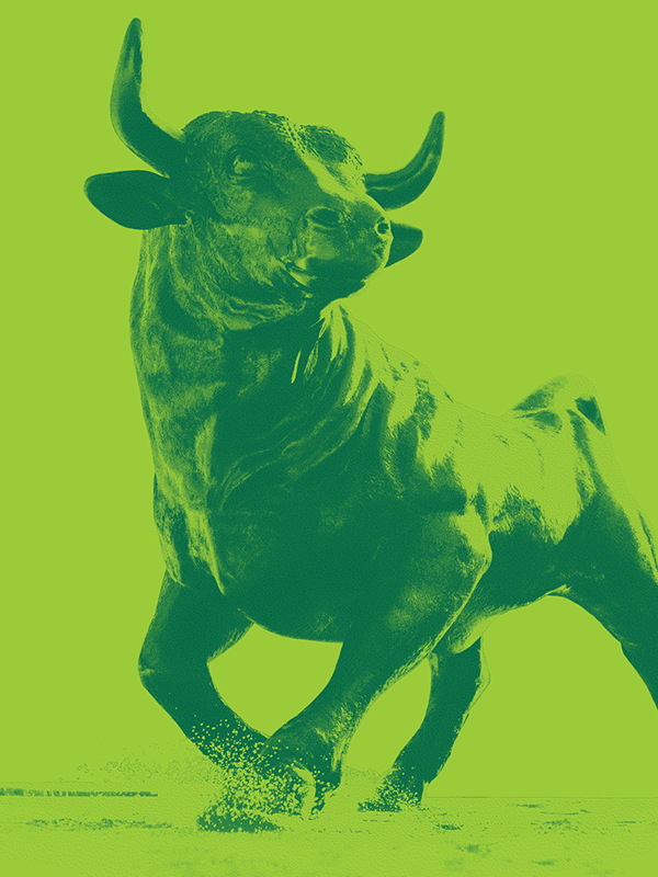 bull illustration placeholder