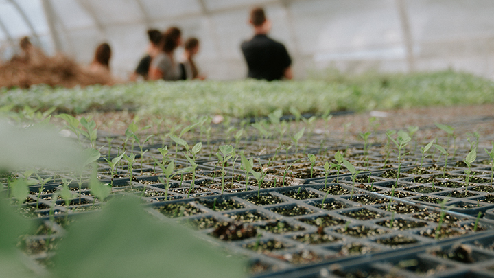 rows of potted plants with a group of people in the background, inside a greenhouse