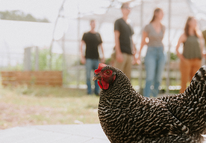 red hen with people in background