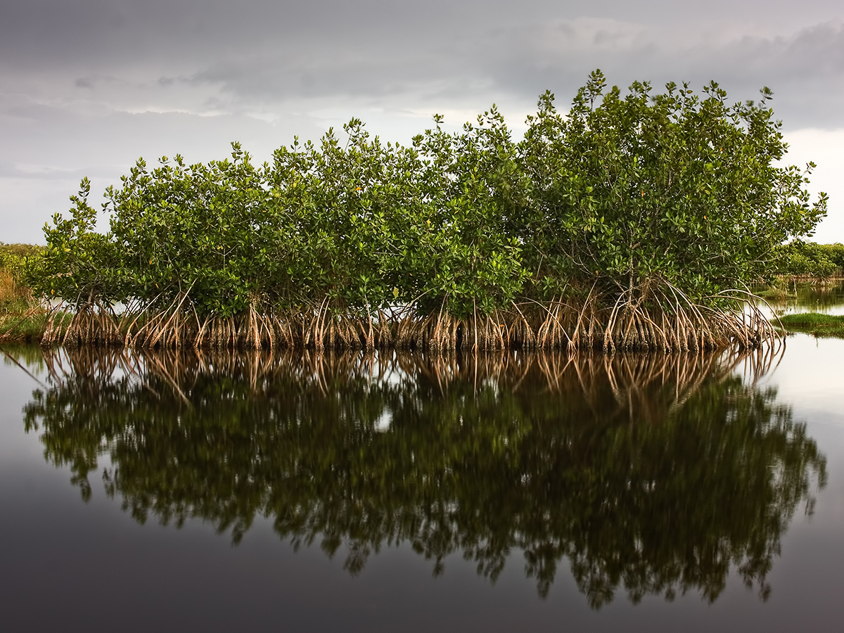 Florida coastline trees