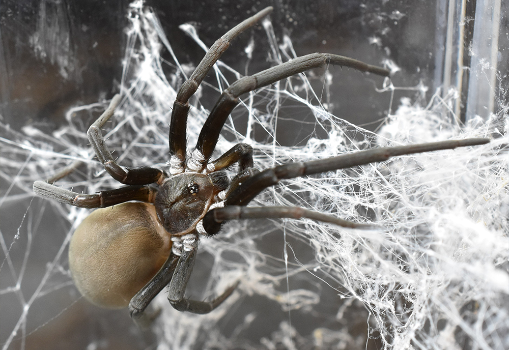 brown recluse spider on a web