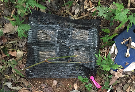 Global wood block decay experiment located in tropical lowland forest in Barro Colorado Island, Panama. Photo by Paul-Camilo Zalamea.