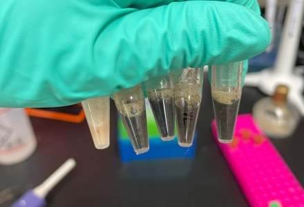 Conducting analysis of the samples. (Photo courtesy of Emily Birdsall)