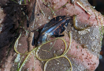 A native tree frog tadpole. (Photo courtesy of Jessalyn Aretz)