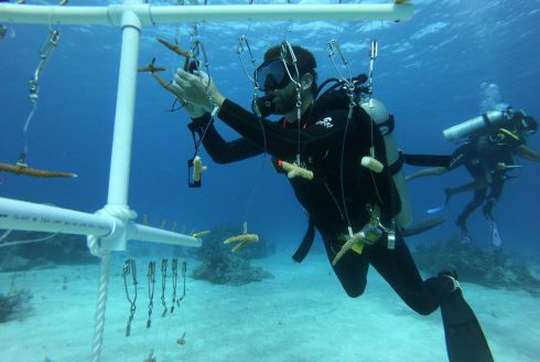 Attaching coral fragments to an artificial “tree” in a grow-out nursery. (Photo courtesy of Liv Williamson)