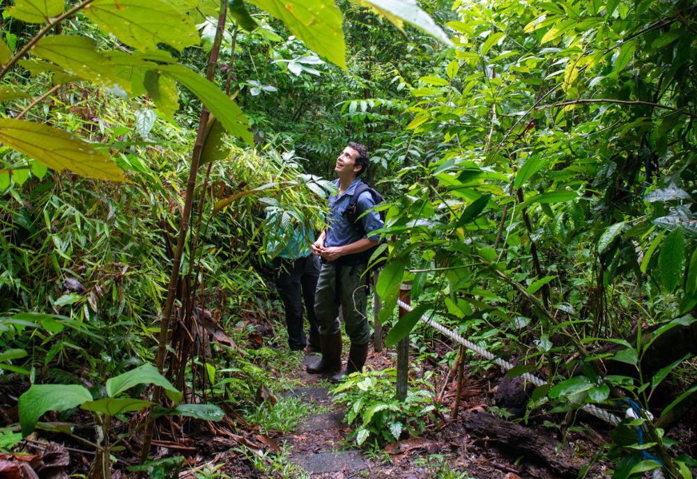 Dr. Zalamea in the field. (Photo courtesy of Jorge Aleman, STRI)