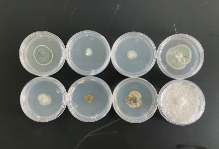 Seed experiments in a lab. (Photo courtesy of Linda Wu, Penn State)