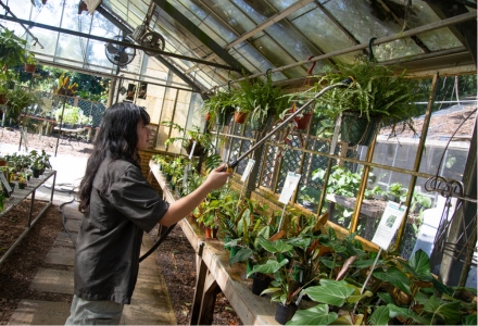 Allyson Yap waters a Lemon Button Fern in the green house. (Photo by Corey Lepak)