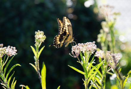 butterfly alit on a plant in garden