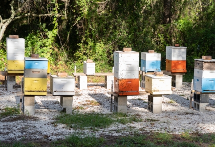 The beekeeping course takes place on the USF Botanical Gardens. (Photo by Corey Lepak)