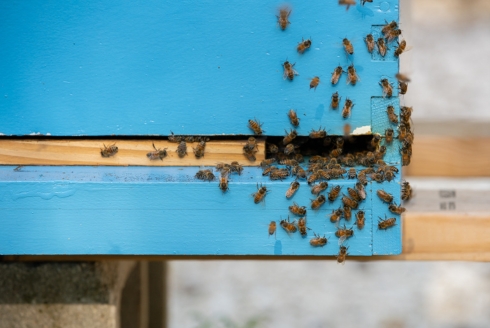 Bee box at the USF Botanical Gardens. (Photo by Corey Lepak)