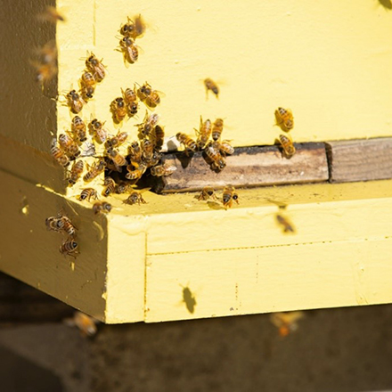 The Botanical Gardens also offers a beekeeping certification course. (Photo by Corey Lepak)