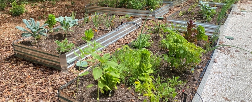 The USF Community Gardens are utilized by numerous classes, student organizations and initiatives. (Photo courtesy of Nicole Brand)