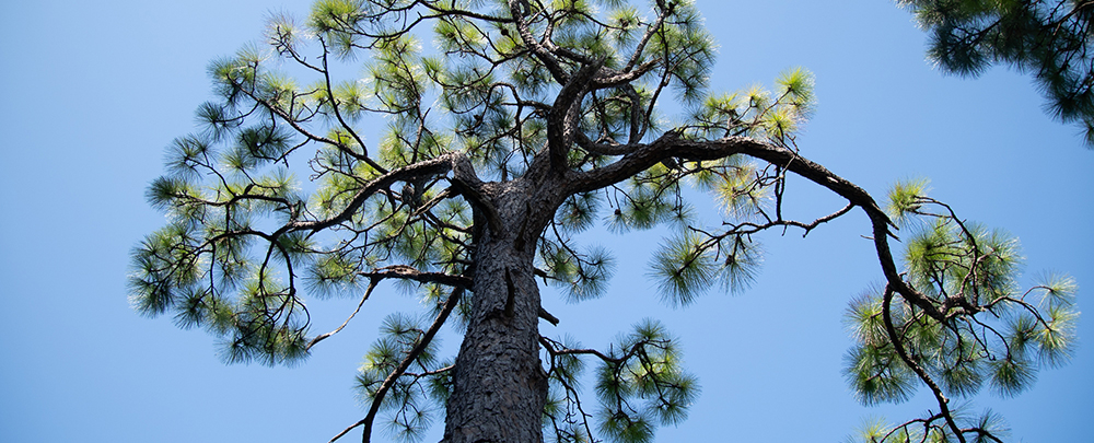 USF has been recognized as a Tree Campus Higher Education for 10 years, with the majority of those trees located within the ECORE System. (Photo by Corey Lepak)