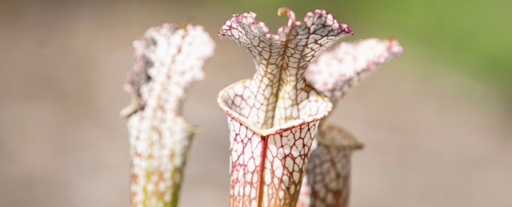 A pitcher plant (Sarracenia leucophylla) in the Florida bog habitat of the Botanical Gardens. (Photo by Corey Lepak)