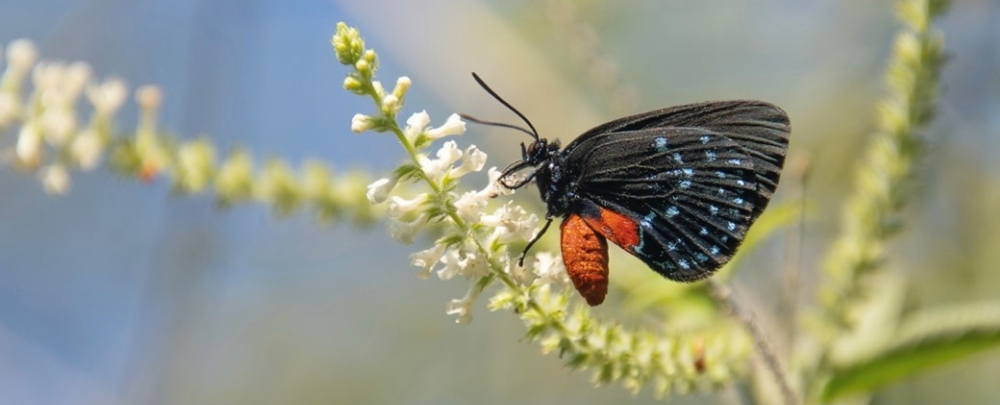 Attala butterfly (Eumaeus atala) in the Botanical Gardens. (Photo by Corey Lepak)