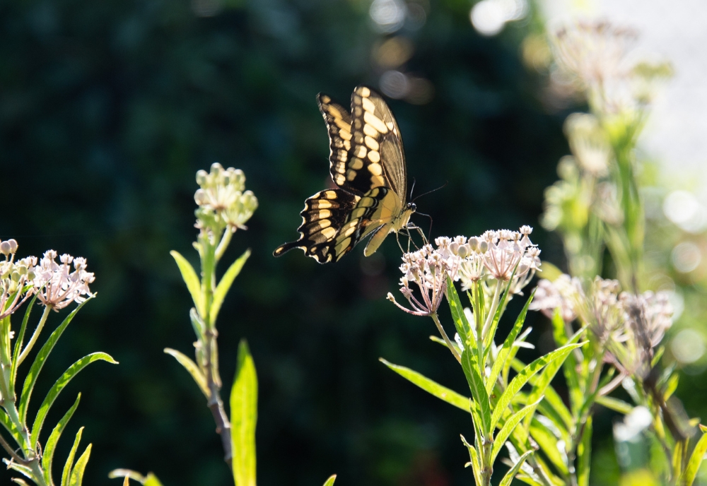 Butterfly collecting nectar from plant (Photo by Corey Lepak)