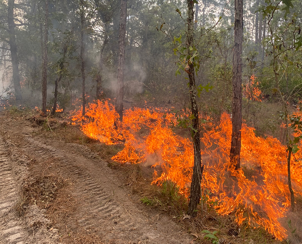 The ECORE System partnered with the Florida Forest Service to burn Unit 4 in the Forest Preserve in June 2023. (Photo courtesy of Nicole Brand)