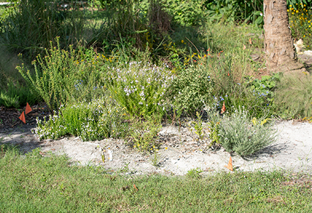 Florida scrub habitat in bloom at the Botanical Gardens. (Photo by Corey Lepak)