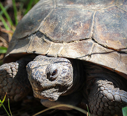 A gopher tortoise is one of the animals that benefits from the prescribed fires. (Photo courtesy of Nicole Brand)