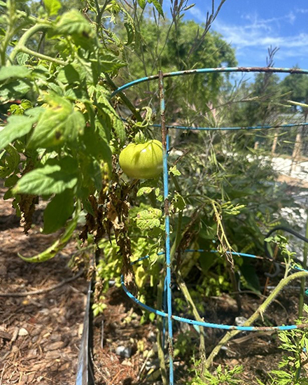 The USF Community Gardens contains a variety of vegetables. (Photo courtesy of Nicole Brand)