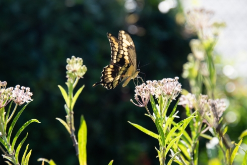 Butterfly collecting nectar from plant (Photo by Corey Lepak)