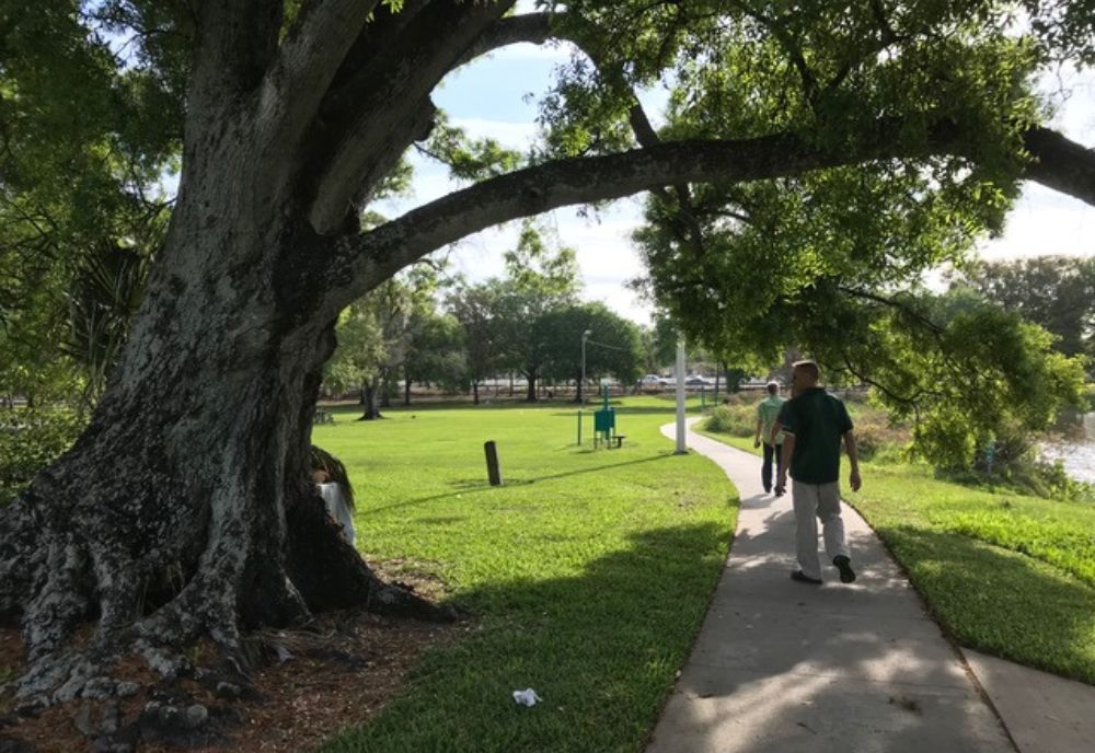 Urban tree canopy in Robles Park, located in Tampa, Fla. (Photo courtesy of Rebecca Zarger)