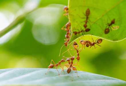 Cluster of fire ants on leaves