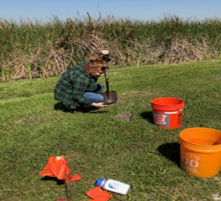 Student studying ants in field