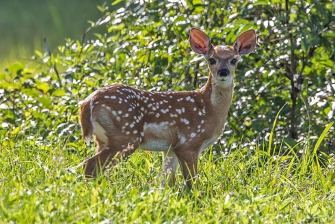 A white-tailed deer fawn about two weeks old, photographed in Orange Walk, Belize. (Photo by Charles J. Sharp)
