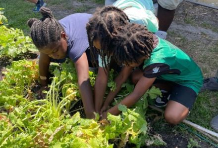 K-2 students working together in the garden to harvest daikon radishes. (Photo by Funmi Odumosu)