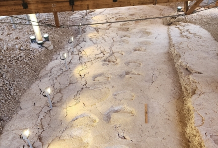A trail of Titanosaurus footprints that John Henson visited near the Montpellier region in France. (Photo courtesy of John Henson)