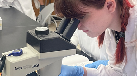 Freedom High School students were given the opportunity to observe D. melanogaster fruit flies under the microscope in the genetics laboratory. (Photo courtesy of Sandy Westerheide)