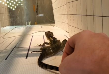 Lizard on the trackway during an experiment testing locomotion. (Photo courtesy of Colin Goodman)
