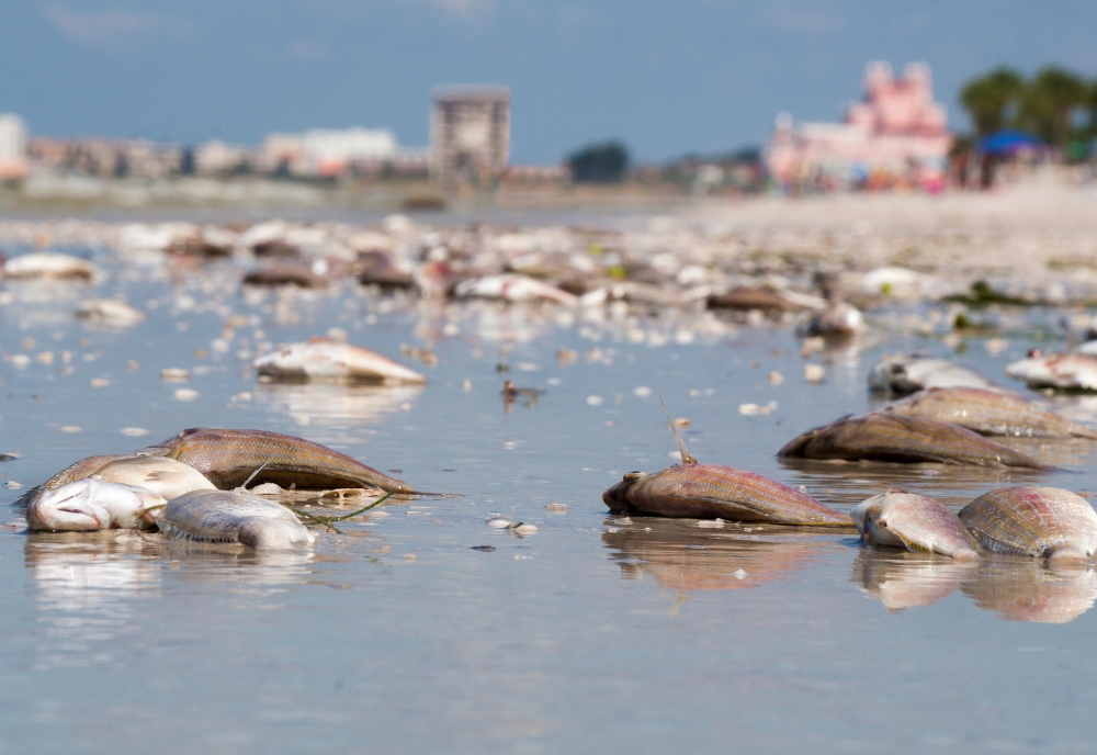 Red tide-related fish mortality off the coast of St. Petersburg, Fla. (Photo source: Adobe Stock)